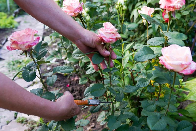 Azalea Pruning in Ventura County, CA