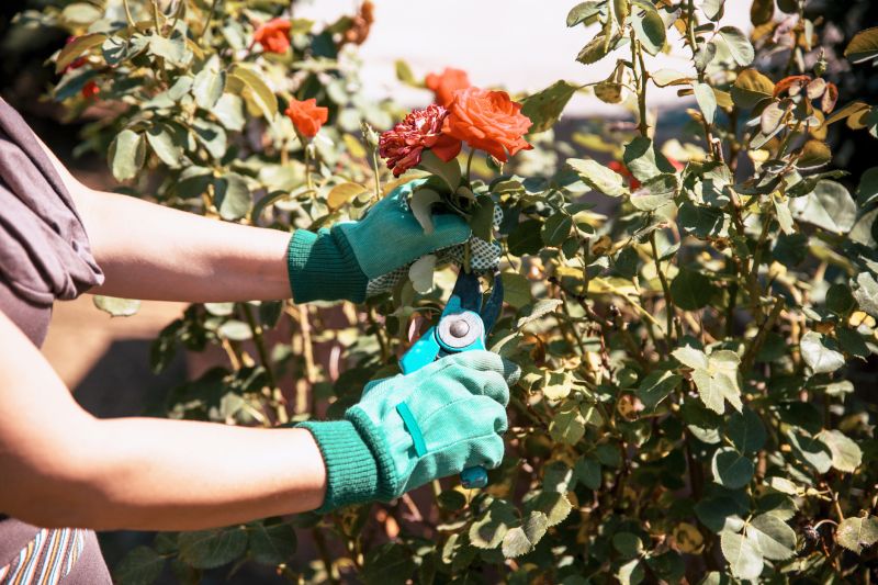 Azalea Pruning in Ventura County, CA