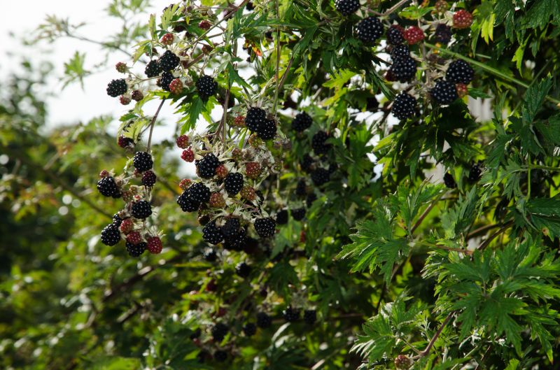Blackberry Bush Removal in Ventura County, CA