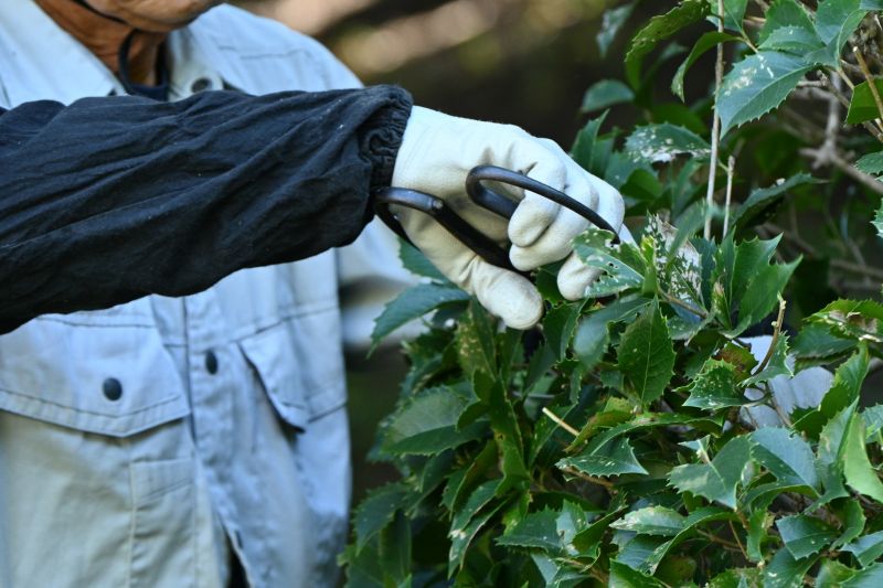 Boxwood Trimming in Honolulu, HI