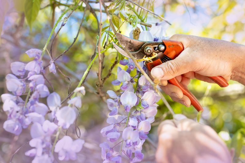Crape Myrtle Pruning in Honolulu, HI