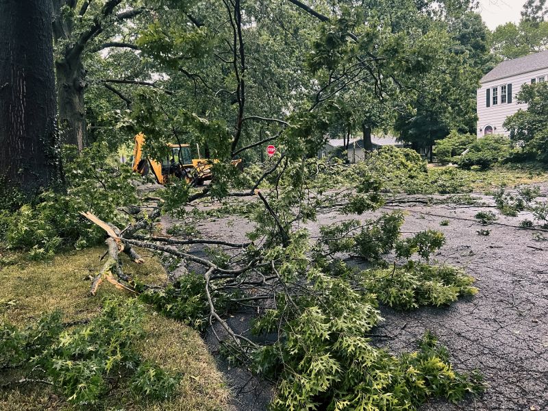 Fallen Branch Removal in Ventura County, CA