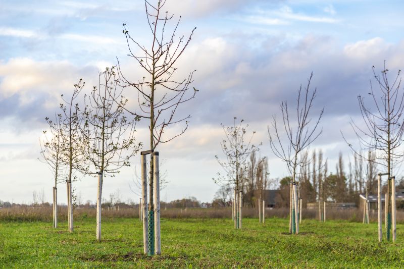 Privacy Trees Planting in Honolulu, HI