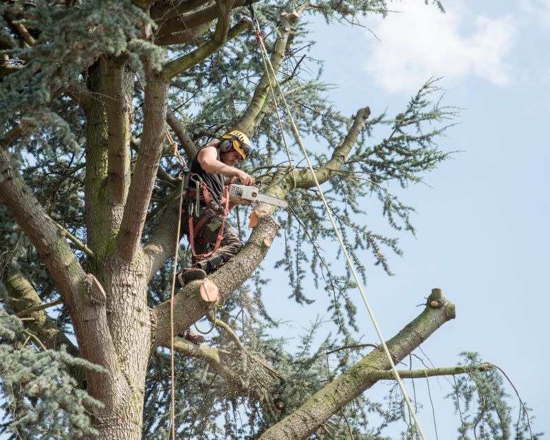 Shrub Care Service in Reno, NV