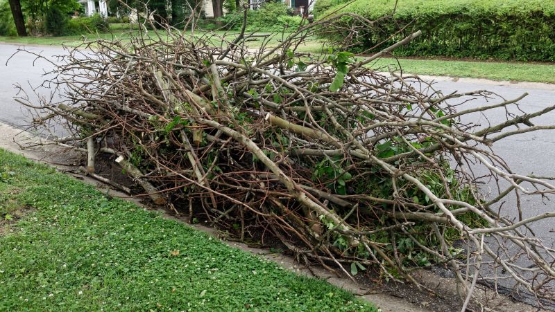 Tree Branch Disposal in Ventura County, CA