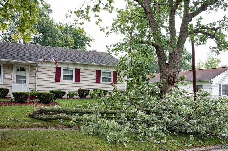Tree Branches Removal in Ventura County, CA