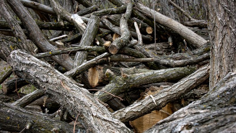 Tree Limb Cleanup in Ventura County, CA