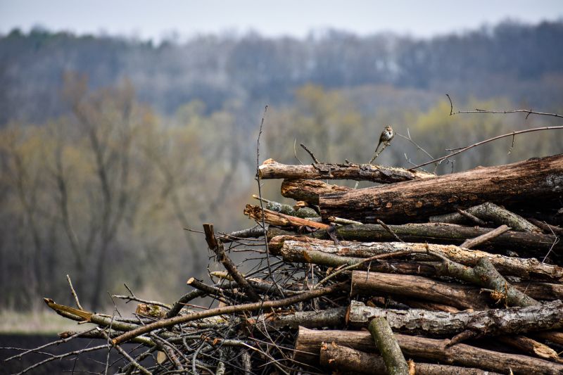 Wood Pile Removal in Ventura County, CA